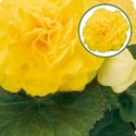Afbeelding van Begonia knol P12 Tub. Yellow
